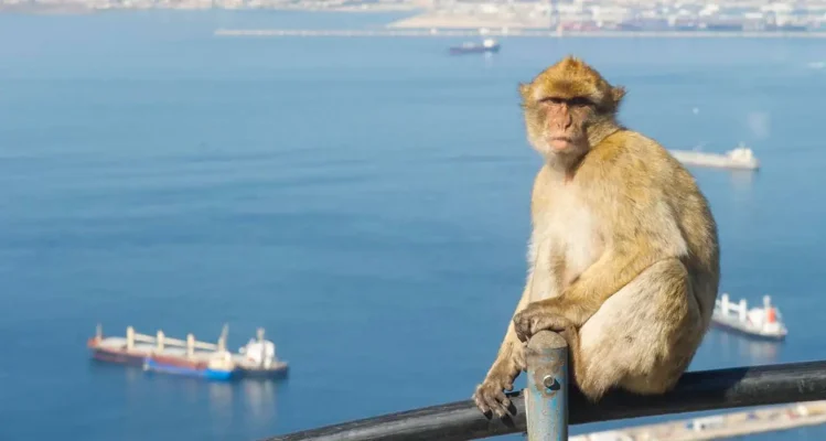 Gibraltar Monkey