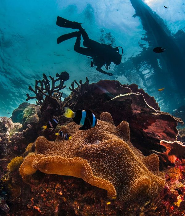 underwater-reefscape-small.jpg underwater-reefscape-small.jpg